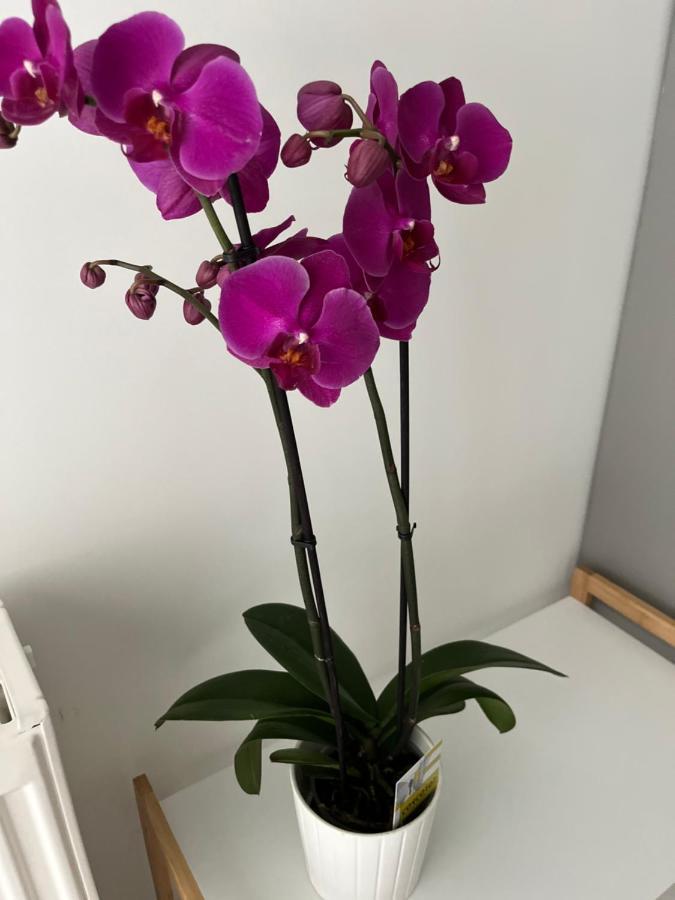 Fofi'S City Center Apartment Кавала Екстериор снимка